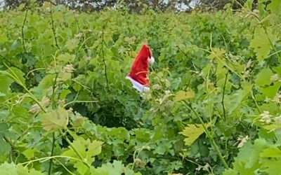 Look who’s been in our Vineyard!